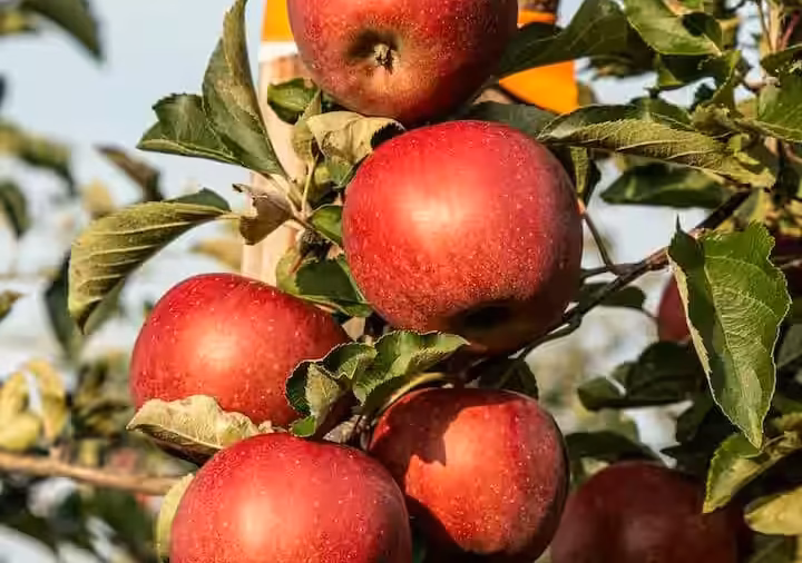 Äpfel für naturtrüben Bio-Apfelessig